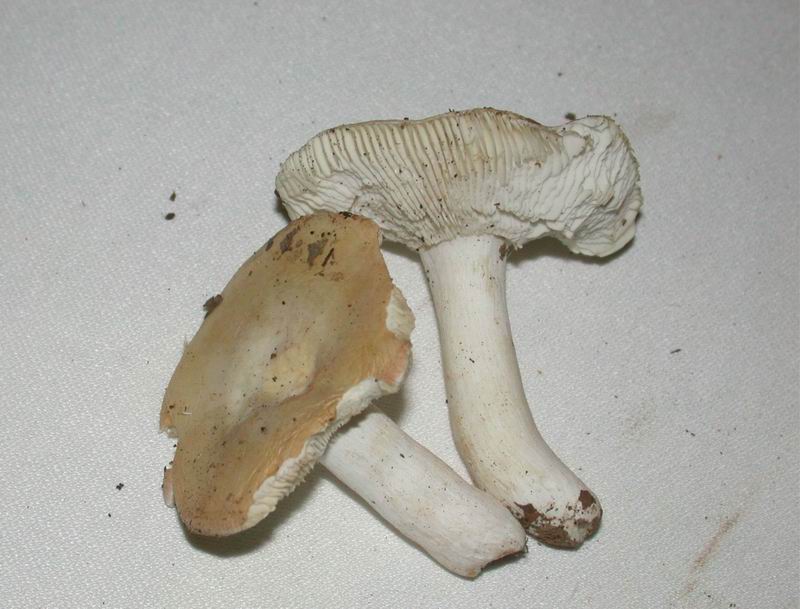 Allumiere (RM) 13.05.06 sotto latifoglia: Russula